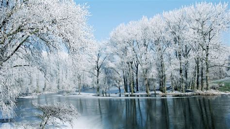 Beautiful Winter Trees Forest Nature Reflection On Lake Under Blue Sky
