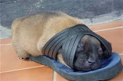 Funny Dogs Sleeping Anywhere 27 Dump A Day