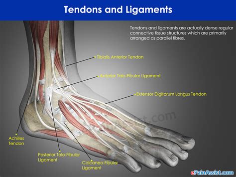 Leg Tendon Chart Ankle Anatomy Muscles And Ligaments Troubledbones