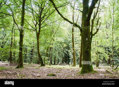 Deciduous Woodland Landscape In Spring Stock Photo Alamy