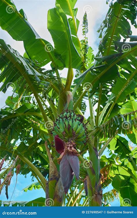 Cultivo De Plátano Fruta Colgando El Clúster Hojas Grandes Verdes Hogar