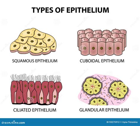 What Are The Types Of Glandular Epithelium