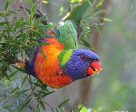 Richard Warings Birds Of Australia Rainbow Lorikeets
