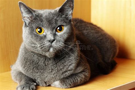 Gray British Shorthair Cat Stock Photo Image Of British