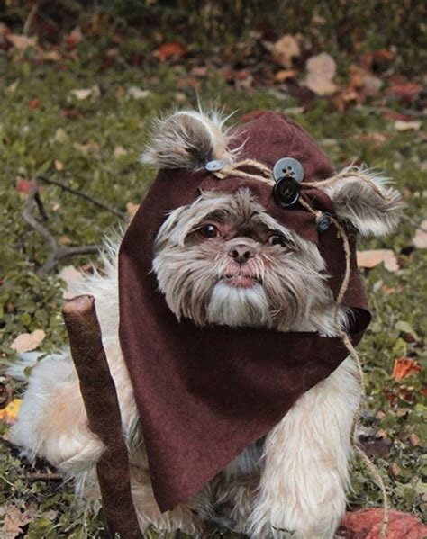 40 Funny Dog Halloween Costumes For The Silliest Pup You Know Pet