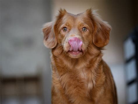 How To Treat A Blocked Salivary Gland In A Dog