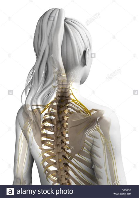 3d Rendered Illustration Of The Female Nervous System Stock Photo Alamy