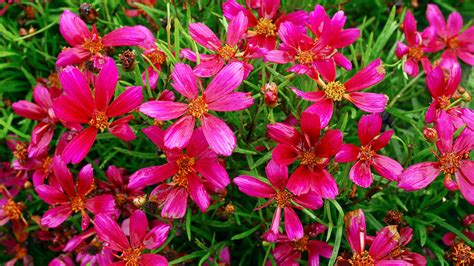 Youll Fall In Love With These Gorgeous Coreopsis Varieties Sunset