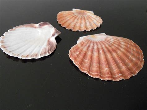 Set Of 12 Large Irish Flat Scallops Shells Seashells 4 Etsy Scallop