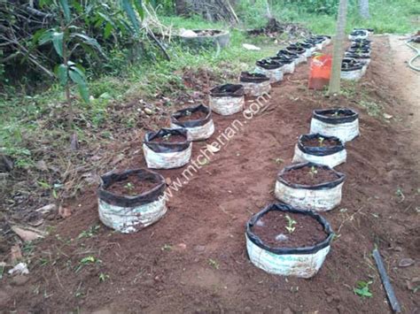 Turtle vine hanging plant fast growing. Home Gardening Ideas Kerala - Houzz Design Ideas