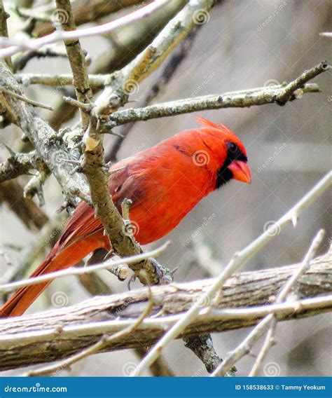 Red Northern Cardinal Sitting On A Tree Branch Stock Image Image Of