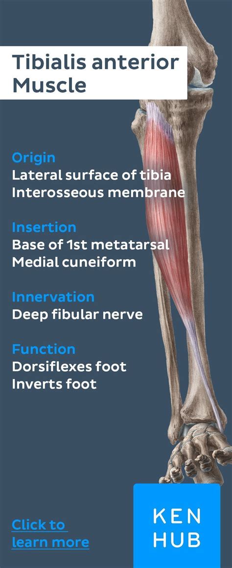 At The Height Of The Lower Tibia The Tibialis Anterior Muscle Merges