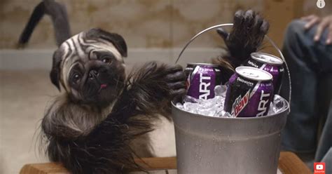 Psa For Super Bowl Advertisers Animal Commercials Should