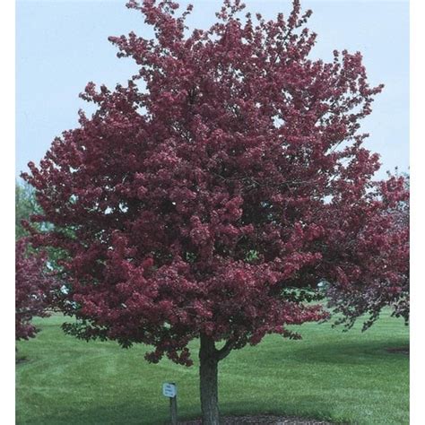 Flowering Crabapple Trees For Sale Near Me 127 Gallon Pink Perfect