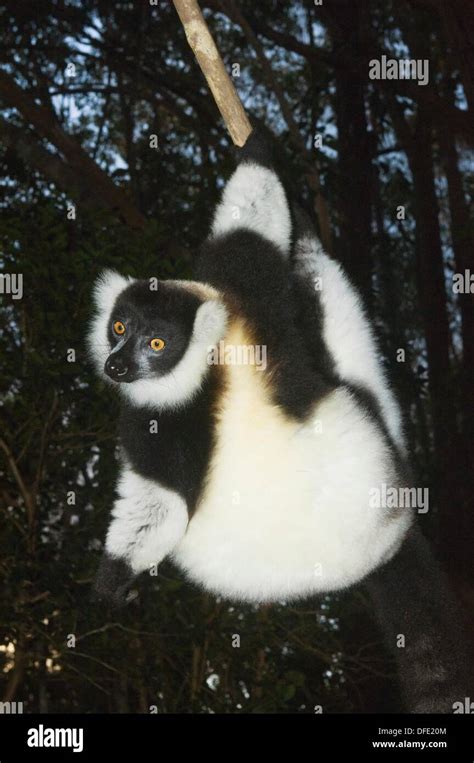 Black And White Ruffed Lemur Varecia Variegata Endemic Critically