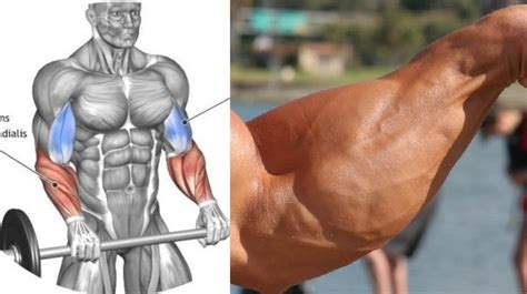 The 4 Best Exercises For Massive Forearms Fitness And Power Workout