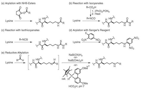 Over the past 20 years, mass spectrometric analysis has become an essential tool in determining the types and sites of protein modifications. Proteins, Chemistry and Chemical Reactivity of - CHEMICAL ...