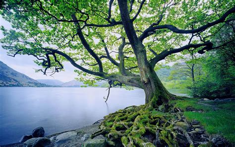 11 Oak Tree Hd Wallpapers Background Images Wallpaper Abyss