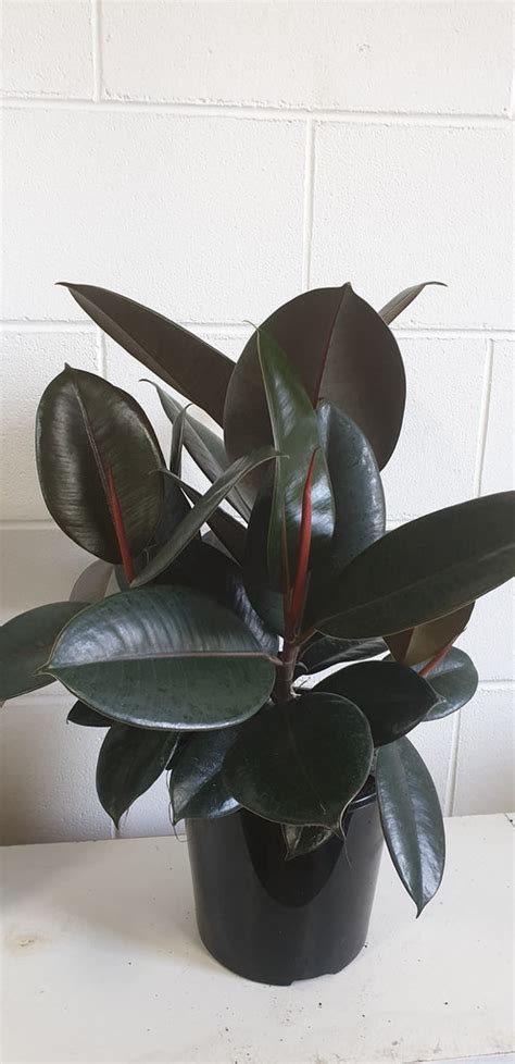 Burgundy Rubber Tree The Jungle Plant Co
