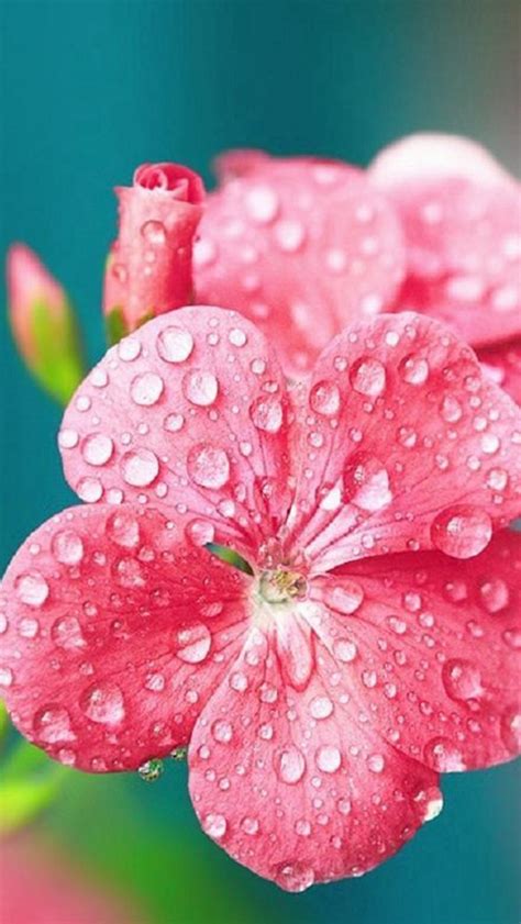 Pure Dew Wet Wild Flower Macro Iphone Wallpapers Free Download