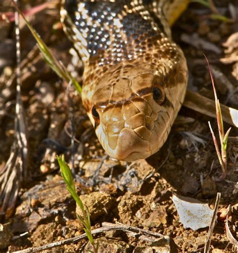 The relationship between the parts of a cell and their functions is exemplified with elegance and clarity in the organelles of eukaryotes. Relationships between animals - Desert G5