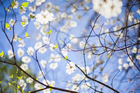 Free Images Tree Nature Branch Plant Sky Sunlight Leaf Flower Spring Flora Season