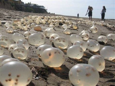 Different Odd And Interesting Things People Found On The Beach 23 Pics