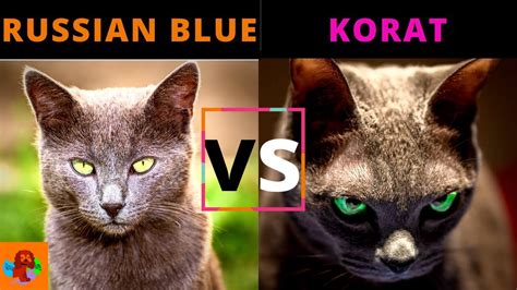 Russian Blue Cat Vs Korat Cat Breed Comparison Which One Should You