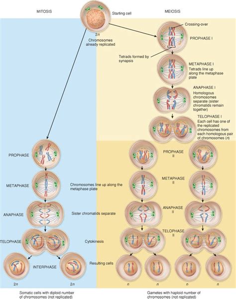 A labeled diagram of the animal cell and its organelles. cell biology - Mitosis versus Meiosis I: What's the ...