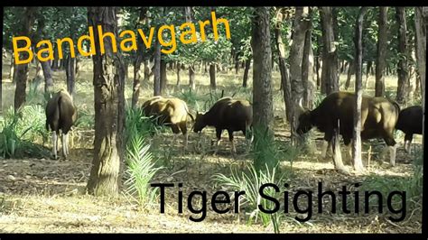 Bandhavgarh Jungle Safari Magdhi Gate Madhyapradesh Road Trip