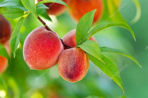 Peaches Hanging On A Tree Branch — Stock Photo © Krisrobin 12087313