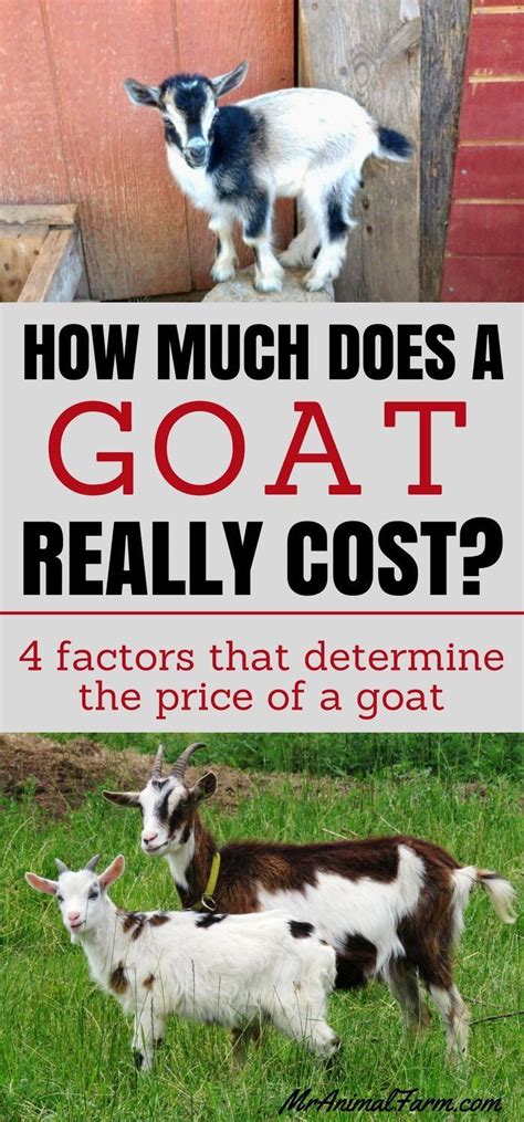 How Much Does A Goat Cost Goat Farming Pygmy Goat Raising Goats