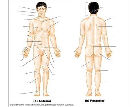 Most of the songs were about piecein. Anatomical Regional Terms