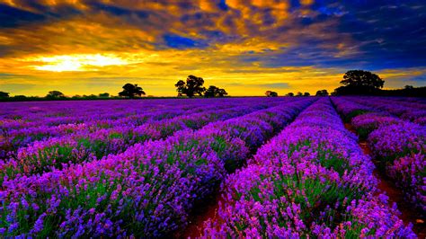 Field Lavender Purple Flowers Sunset Orange Sky Clouds Hd Wallpapers Ultra Hd 4k Wallpapers For