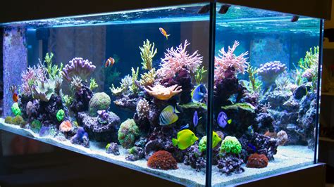 How To Maintain Coral Reef Aquarium Aquarium Views
