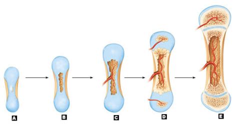 Labeling of the skeleton with intravital marker substances allows the quantitative measurement of bone formation and of bone remodeling dynamics. Art-Labeling Quiz