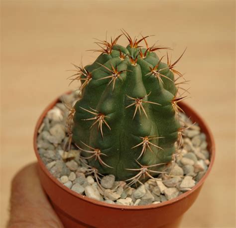 Ultimas Especies De Cactus Identificadas En Cactuseros Com My Xxx Hot Girl