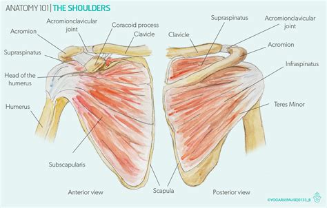 Anatomy 101 The Shoulders — Yogaru