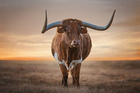 1920x1080px Free Download Hd Wallpaper Cow Horns Bull