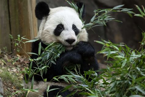 Panda Updates Wednesday October 16 Zoo Atlanta