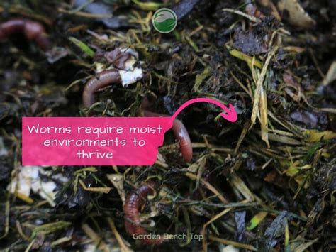 What To Feed Worms 5 Rules To Follow For Successful Worm Farms