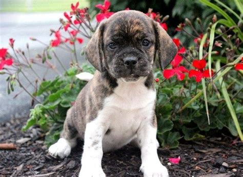Xxl pitbull puppies for sale in ohio for more info private message or text. Beabull Puppies For Sale | Puppy Adoption | Keystone Puppies
