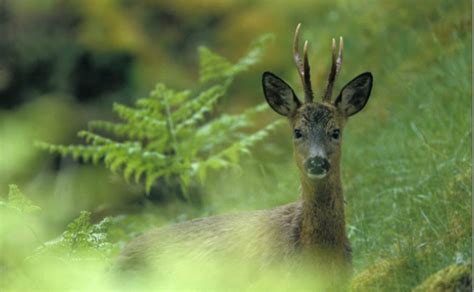 British Deer Society Animal Rescue Centres And Homes Animals