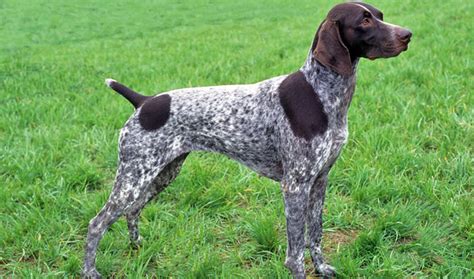 German Shorthaired Pointer Info Temperament Life Span Puppies And