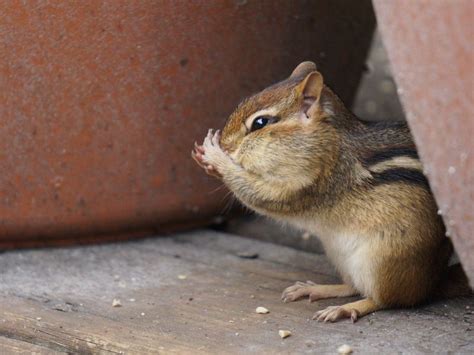 This Little Chipmunk Discovered Our Back Deck And The Droppings From