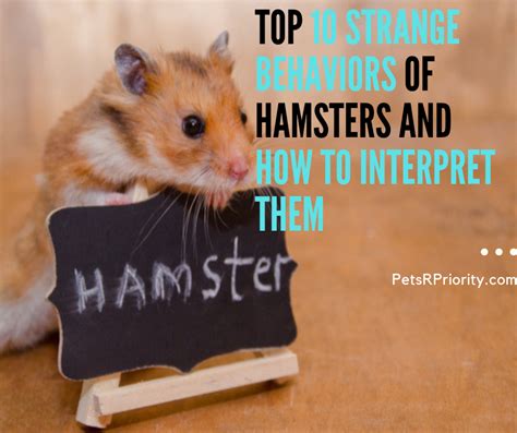 Top 10 Strange Behaviors Of Hamsters And How To Interpret Them