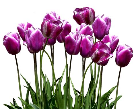 Tulips Spring Easter Free Photo On Pixabay
