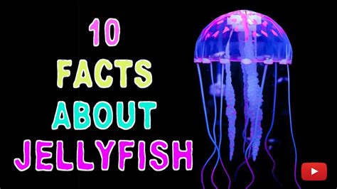 10 Facts About Jellyfish Youtube
