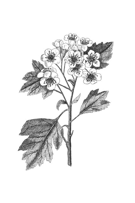 Printable Black And White Botanical Prints Printable Word Searches