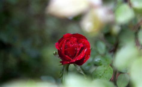 Rain Kissed Rose Photograph By Christopher Mcphail Fine Art America